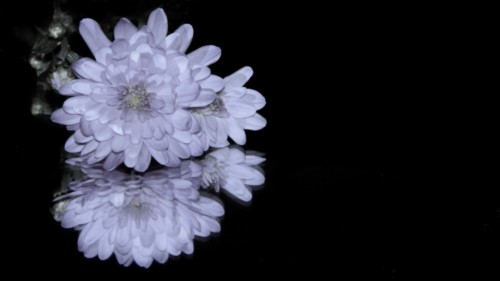 jihala-chrysanthemum-3194592_1920.jpg